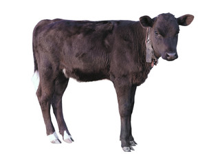 Beautiful black little pretty calf isolated over white © alexrow