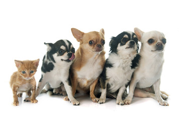 four chihuahuas and kitten