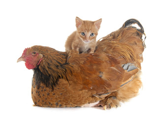brahma chicken and kitten