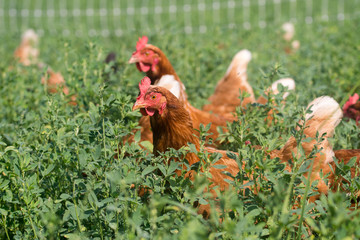 Red sex link chickens