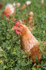 Red sex link chickens