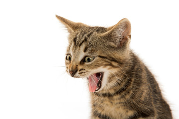 Naklejka premium Cute tabby kitten