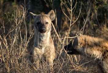 Fototapeta premium Spotted hyena