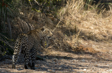 Leopard walking along a dry river bed