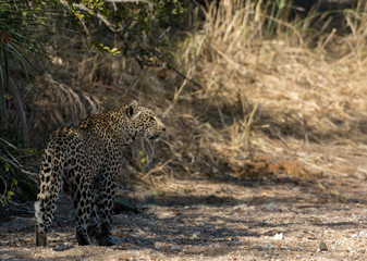 Leopard walking along a dry river bed
