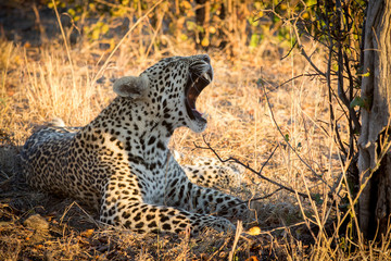 Leopard resting in the shade in the bush during morning