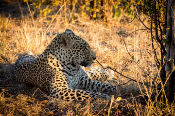 Leopard resting in the shade in the bush during morning