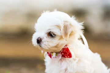 Puppy Maltese with back light in golden hour, playing on the grass