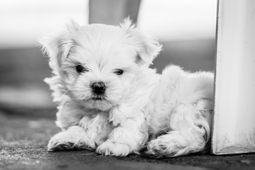 Puppy Maltese resting on the floor.