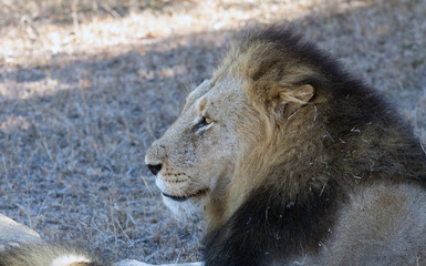 Male lion