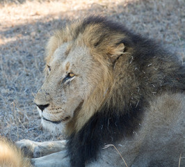 Male lion