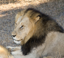 Male lion