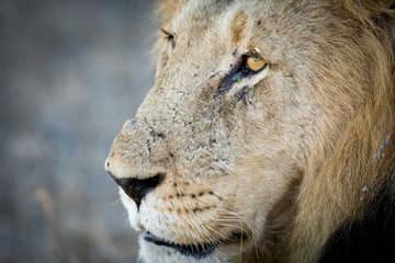 Obraz premium Male lion
