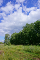 Fototapeta na wymiar landscape forest field sky