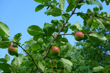 Apples on apple tree