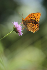 Silver-Washed fritillary Butterfly on a flowers 