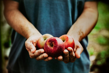 Farmer with apples - 90643844