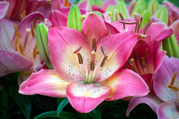 Fototapeta na wymiar Beautiful Pink Asiatic Lily