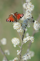 peacock butterfly Inachis io