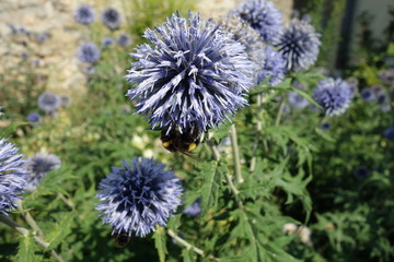 hummel auf nektarsuche