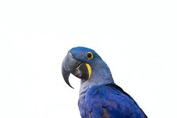 hyacinth macaw parrot on white background