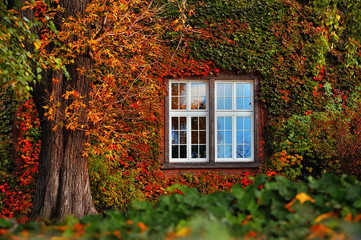 autumn leaves with white window