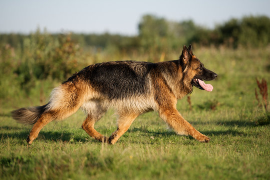 wire haired german shepherd