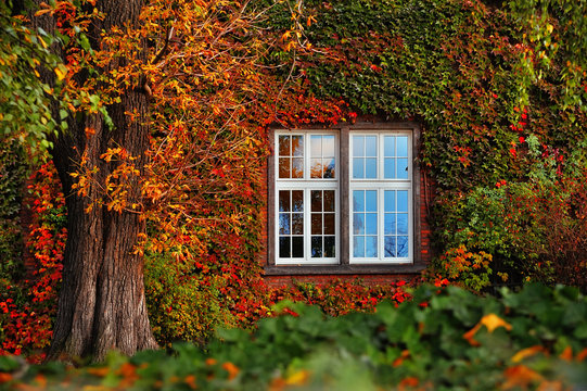 Autumn Leaves With White Window