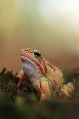 wood frog (Rana sylvatica) 