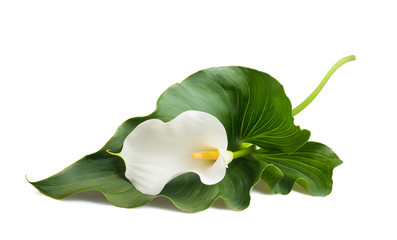 calla lily