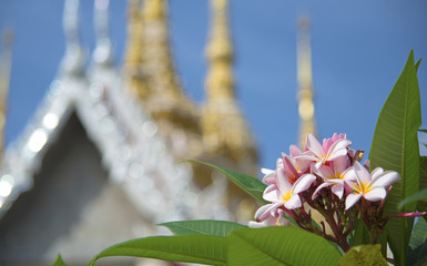 Franjipani in front of Thai temple