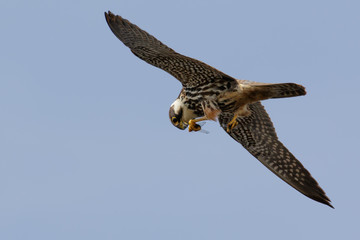 Hobby