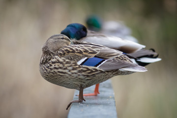 Mallards