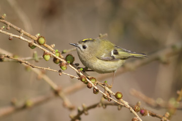 Goldcrest (regulus regulus)