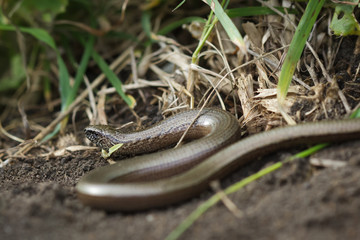 Slowworm