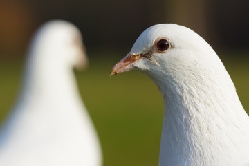 Doves