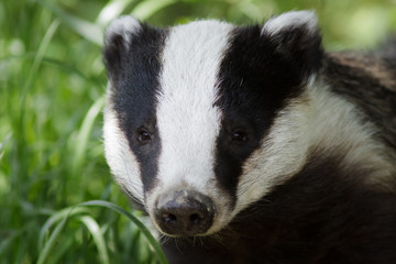 Badger