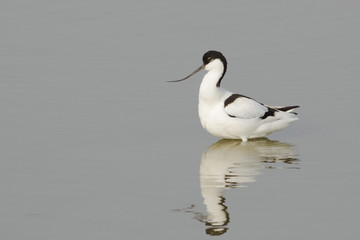 Avocet (recurvirostra avosetta)