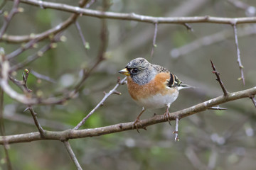 Brambling