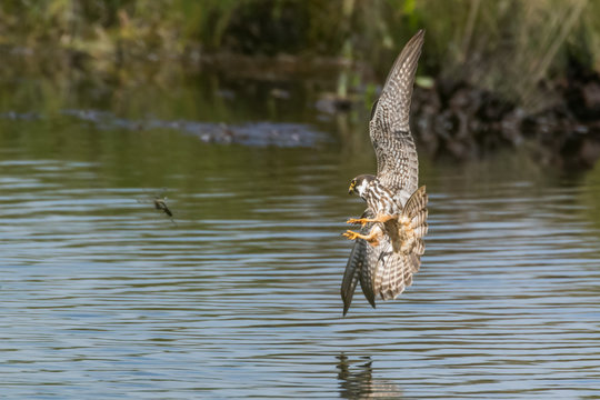 Eurasian Hobby falcon (falco subbuteo) catching a dragonfly