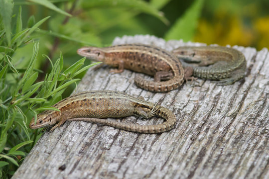 Common Lizards
