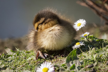Mallard Duckling
