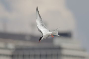 Common Tern
