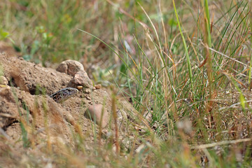 Sand lizard (Lacerta agilis) female 