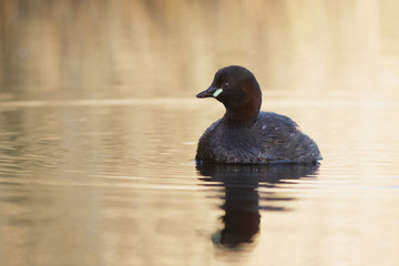 Little Grebe