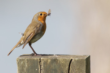 Robin