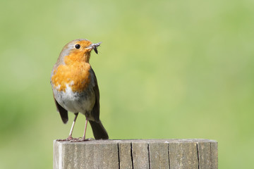 Robin