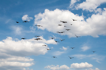birds