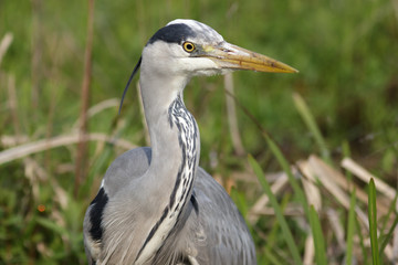 Grey or Gray Heron (ardea cinerea)