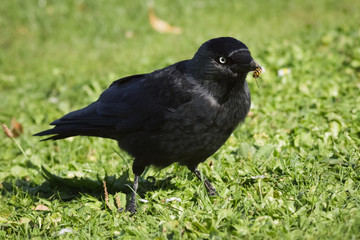 Jackdaw